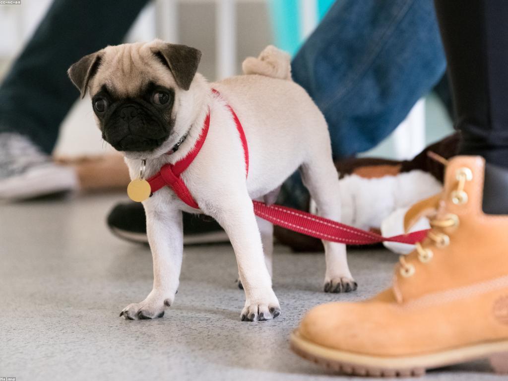 ការបណ្តុះបណ្តាលសត្វភាគច្រើន