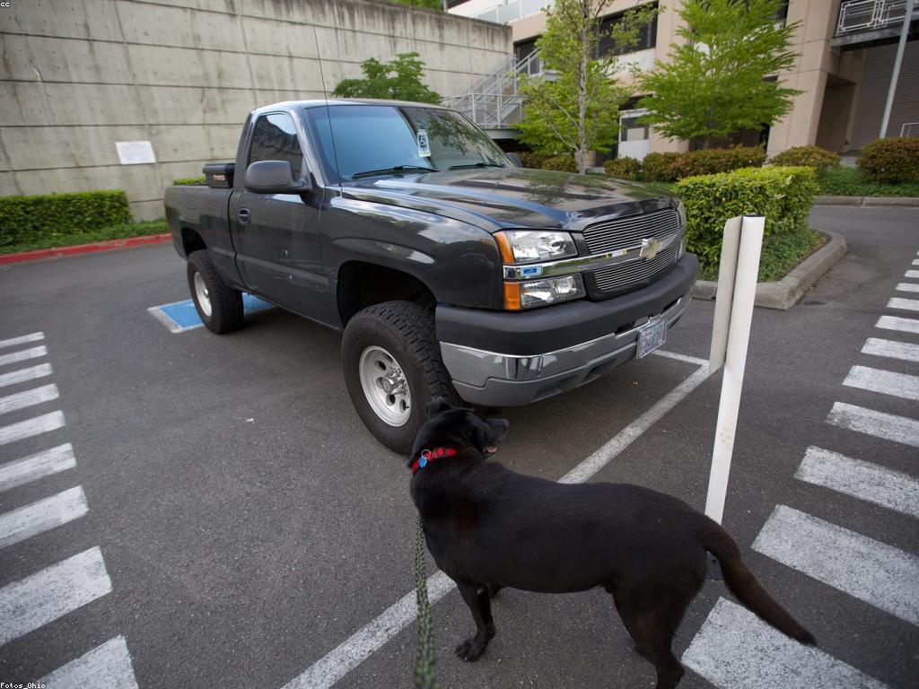 ការបណ្តុះបណ្តាលសត្វភាគច្រើន
